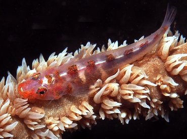 Wire Coral Goby - Bryaninops yongei - Anilao, Philippines Wire Coral Goby - Bryaninops yongei - Anilao, Philippines