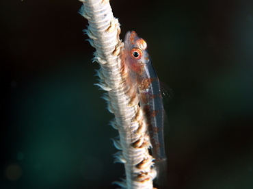 Wire Coral Goby - Bryaninops yongei - Palau Wire Coral Goby - Bryaninops yongei - Palau