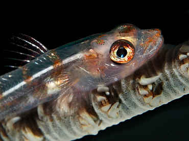Wire Coral Goby - Bryaninops yongei - Palau Wire Coral Goby - Bryaninops yongei - Palau