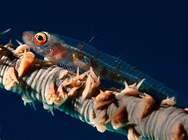 Wire Coral Goby - Bryaninops yongei - Palau Wire Coral Goby - Bryaninops yongei - Palau