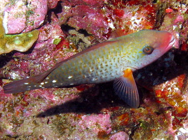 Bullethead Parrotfish - Chlorurus spilurus - Lanai, Hawaii Bullethead Parrotfish - Chlorurus spilurus - Lanai, Hawaii