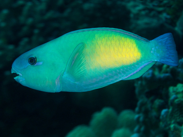 Bullethead Parrotfish - Chlorurus spilurus - Wakatobi, Indonesia Bullethead Parrotfish - Chlorurus spilurus - Wakatobi, Indonesia