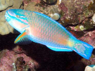 Bullethead Parrotfish - Chlorurus spilurus - Lanai, Hawaii Bullethead Parrotfish - Chlorurus spilurus - Lanai, Hawaii