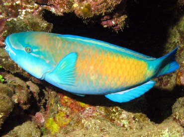 Bullethead Parrotfish - Chlorurus spilurus - Lanai, Hawaii Bullethead Parrotfish - Chlorurus spilurus - Lanai, Hawaii