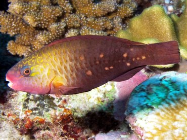 Bullethead Parrotfish - Chlorurus spilurus - Palau Bullethead Parrotfish - Chlorurus spilurus - Palau