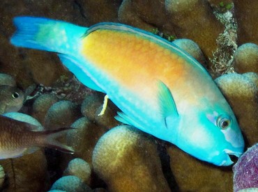 Bullethead Parrotfish - Chlorurus spilurus - Palau Bullethead Parrotfish - Chlorurus spilurus - Palau