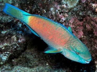 Bullethead Parrotfish - Chlorurus spilurus - Lanai, Hawaii Bullethead Parrotfish - Chlorurus spilurus - Lanai, Hawaii