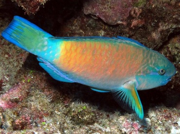 Bullethead Parrotfish - Chlorurus spilurus - Lanai, Hawaii Bullethead Parrotfish - Chlorurus spilurus - Lanai, Hawaii