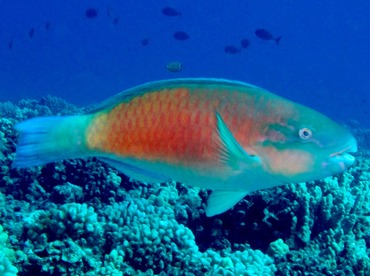 Bullethead Parrotfish - Chlorurus spilurus - Maui, Hawaii Bullethead Parrotfish - Chlorurus spilurus - Maui, Hawaii