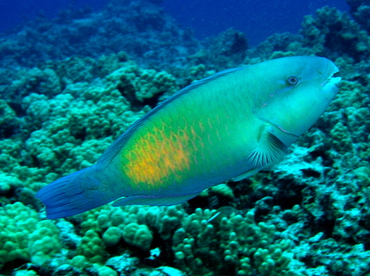 Bullethead Parrotfish - Chlorurus spilurus - Big Island, Hawaii Bullethead Parrotfish - Chlorurus spilurus - Big Island, Hawaii