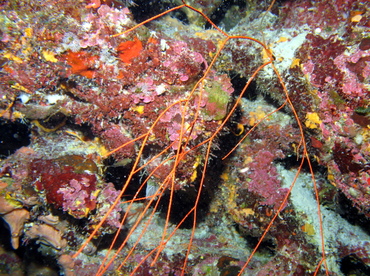 Bushy Sea Whip - Nicella schmitti - Grand Cayman Bushy Sea Whip - Nicella schmitti - Grand Cayman