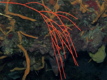 Bushy Sea Whip - Nicella schmitti - Cozumel, Mexico Bushy Sea Whip - Nicella schmitti - Cozumel, Mexico