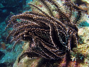 Black and White Crinoid - Nemaster grandis - Bonaire Black and White Crinoid - Nemaster grandis - Bonaire
