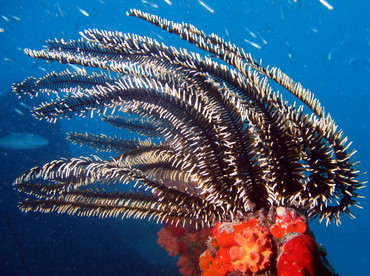 Black and White Crinoid - Nemaster grandis - Aruba Black and White Crinoid - Nemaster grandis - Aruba