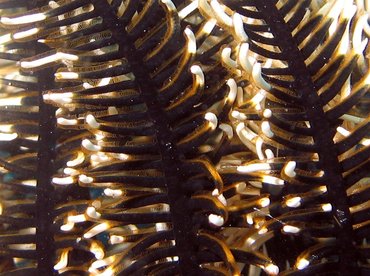 Black and White Crinoid - Nemaster grandis - Aruba Black and White Crinoid - Nemaster grandis - Aruba