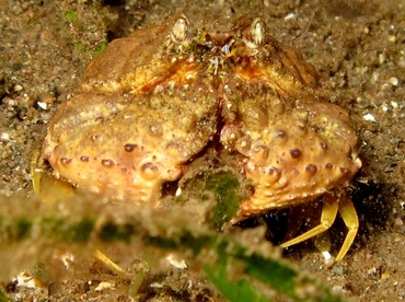 Rough Box Crab - Calappa gallus - Dumaguete, Philippines Rough Box Crab - Calappa gallus - Dumaguete, Philippines