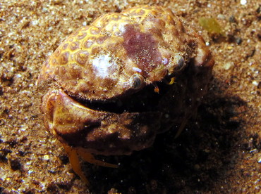 Rough Box Crab - Calappa gallus - Dumaguete, Philippines Rough Box Crab - Calappa gallus - Dumaguete, Philippines