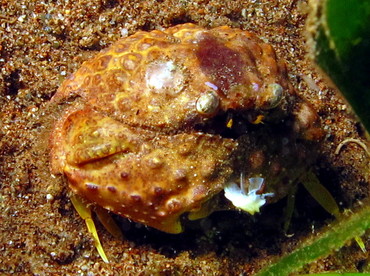 Rough Box Crab - Calappa gallus - Dumaguete, Philippines Rough Box Crab - Calappa gallus - Dumaguete, Philippines