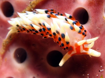Indian Caloria - Caloria indica - Lembeh Strait, Indonesia Indian Caloria - Caloria indica - Lembeh Strait, Indonesia