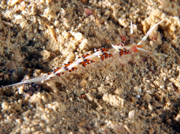 Indian Caloria - Caloria indica - Palau Indian Caloria - Caloria indica - Palau