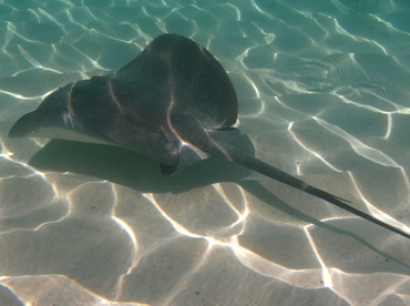 Caribbean Whiptail Stingray - Himantura schmardae - Belize Caribbean Whiptail Stingray - Himantura schmardae - Belize