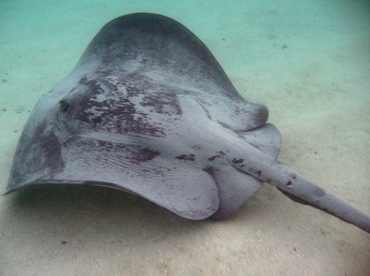 Caribbean Whiptail Stingray - Himantura schmardae - Belize Caribbean Whiptail Stingray - Himantura schmardae - Belize