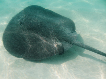 Caribbean Whiptail Stingray - Himantura schmardae - Belize Caribbean Whiptail Stingray - Himantura schmardae - Belize
