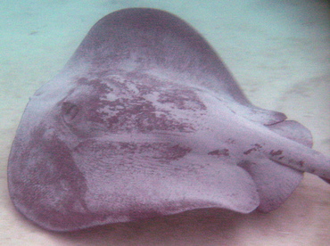 Caribbean Whiptail Stingray - Himantura schmardae - Belize Caribbean Whiptail Stingray - Himantura schmardae - Belize