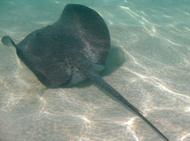 Caribbean Whiptail Stingray - Himantura schmardae - Belize Caribbean Whiptail Stingray - Himantura schmardae - Belize