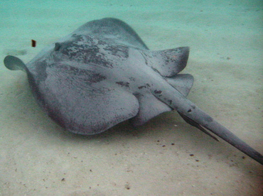 Caribbean Whiptail Stingray - Himantura schmardae - Belize Caribbean Whiptail Stingray - Himantura schmardae - Belize