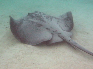 Caribbean Whiptail Stingray - Himantura schmardae - Belize Caribbean Whiptail Stingray - Himantura schmardae - Belize