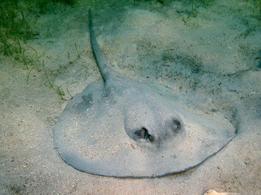 Caribbean Whiptail Stingray - Himantura schmardae - Belize Caribbean Whiptail Stingray - Himantura schmardae - Belize