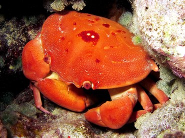 Convex Crab - Carpilius convexus - Yap, Micronesia Convex Crab - Carpilius convexus - Yap, Micronesia