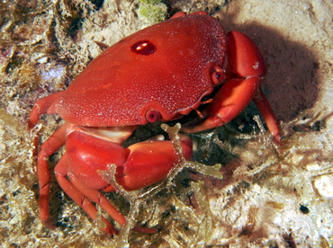 Convex Crab - Carpilius convexus - Fiji Convex Crab - Carpilius convexus - Fiji