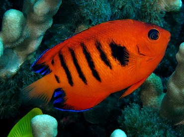 Flame Angelfish - Centropyge loriculus - Big Island, Hawaii Flame Angelfish - Centropyge loriculus - Big Island, Hawaii