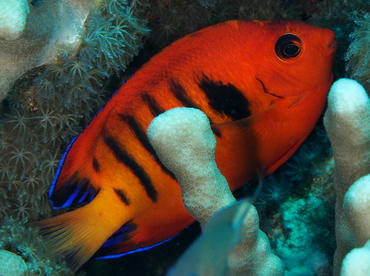 Flame Angelfish - Centropyge loriculus - Big Island, Hawaii Flame Angelfish - Centropyge loriculus - Big Island, Hawaii