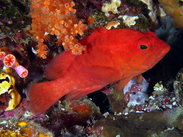 Strawberry Grouper - Cephalopholis spiloparaea - Wakatobi, Indonesia
