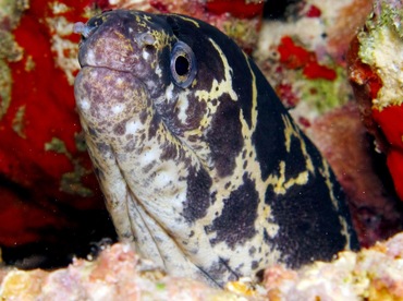 Chain Moray Eel - Echidna catenata - Bonaire Chain Moray Eel - Echidna catenata - Bonaire