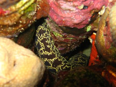 Chain Moray Eel - Echidna catenata - Bonaire Chain Moray Eel - Echidna catenata - Bonaire