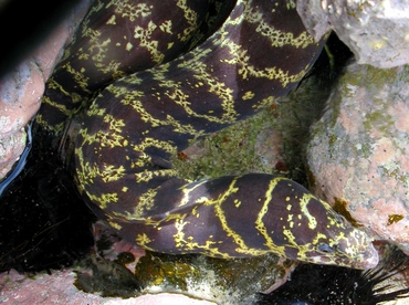 Chain Moray Eel - Echidna catenata - St Thomas, USVI Chain Moray Eel - Echidna catenata - St Thomas, USVI