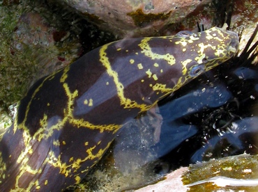 Chain Moray Eel - Echidna catenata - St Thomas, USVI Chain Moray Eel - Echidna catenata - St Thomas, USVI