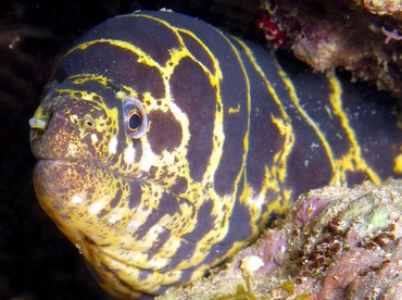 Chain Moray Eel - Echidna catenata - Cozumel, Mexico Chain Moray Eel - Echidna catenata - Cozumel, Mexico