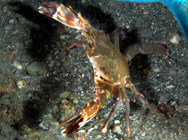 Indo-Pacific Swimming Crab - Charybdis hellerii - Blue Heron Bridge, Florida Indo-Pacific Swimming Crab - Charybdis hellerii - Blue Heron Bridge, Florida