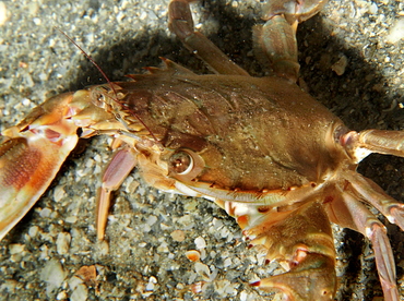 Indo-Pacific Swimming Crab - Charybdis hellerii - Blue Heron Bridge, Florida Indo-Pacific Swimming Crab - Charybdis hellerii - Blue Heron Bridge, Florida