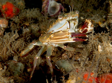 Indo-Pacific Swimming Crab - Charybdis hellerii - Blue Heron Bridge, Florida Indo-Pacific Swimming Crab - Charybdis hellerii - Blue Heron Bridge, Florida