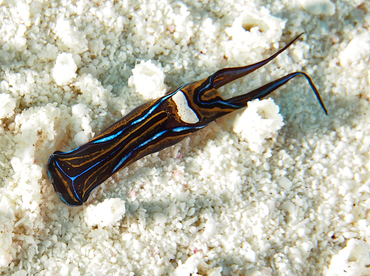Swallowtail Headshield Slugs - Chelidonura hirundinina - Cozumel, Mexico Swallowtail Headshield Slugs - Chelidonura hirundinina - Cozumel, Mexico