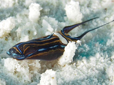 Swallowtail Headshield Slugs - Chelidonura hirundinina - Cozumel, Mexico Swallowtail Headshield Slugs - Chelidonura hirundinina - Cozumel, Mexico