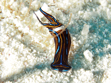 Swallowtail Headshield Slugs - Chelidonura hirundinina - Cozumel, Mexico Swallowtail Headshield Slugs - Chelidonura hirundinina - Cozumel, Mexico