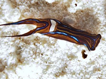 Swallowtail Headshield Slugs - Chelidonura hirundinina - Cozumel, Mexico Swallowtail Headshield Slugs - Chelidonura hirundinina - Cozumel, Mexico