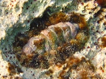 Fuzzy Chiton - Acanthopleura granulata - Nassau, Bahamas Fuzzy Chiton - Acanthopleura granulata - Nassau, Bahamas